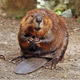 Image for article titled Scientists Acquire More Proof That Only Beavers Can Save the World
